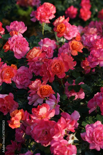 Orange Pink Flower of Rose  Disneyland Rose  in Full Bloom 