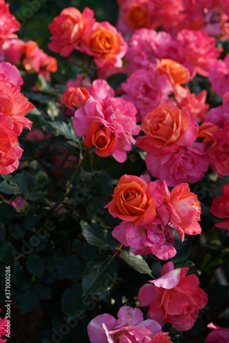 Orange Pink Flower of Rose 'Disneyland Rose' in Full Bloom
