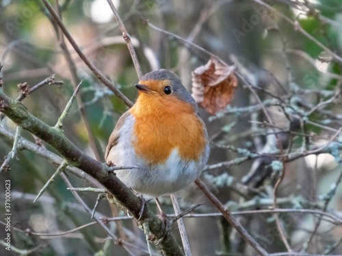 robin redbreast perching on a branch © Penny