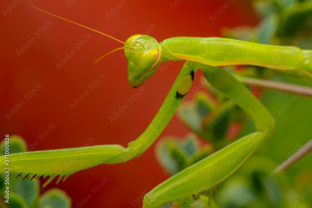 Naklejka premium Close up of pair of Beautiful European mantis ( Mantis religiosa )