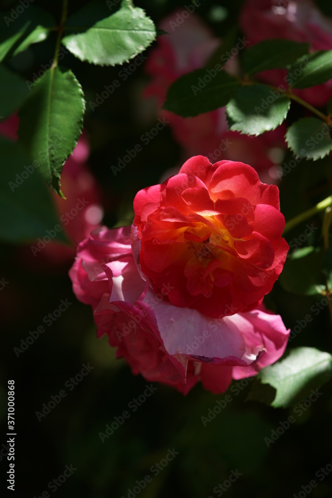 Pink Flower of Rose 'Docteur Eckener' in Full Bloom
