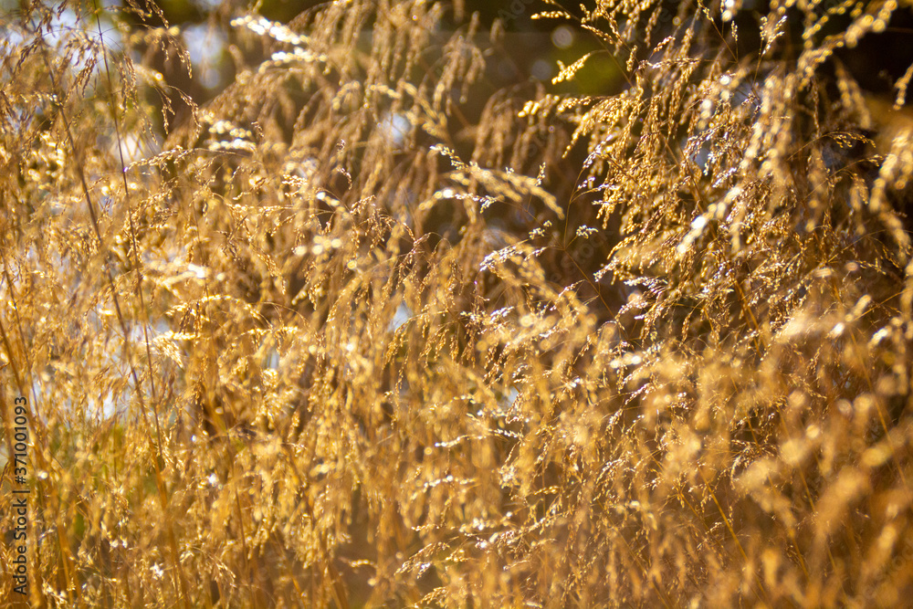 Fototapeta premium golden wheat field