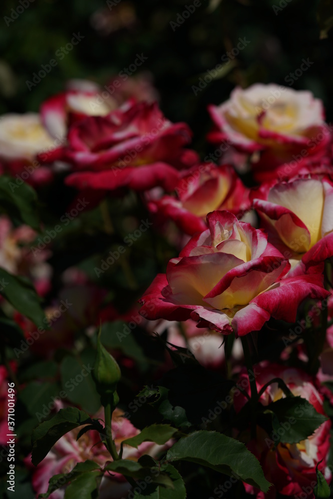 Red and White Flower of Rose 'Double Delight' in Full Bloom
Red and White Flower of Rose 'Double Delight' in Full Bloom