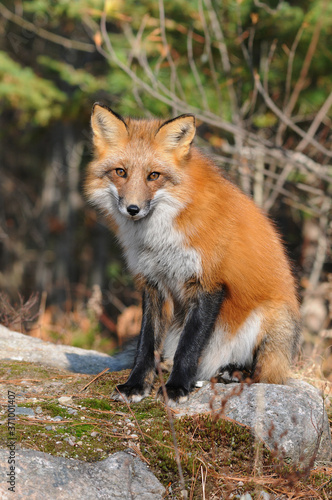 Fox Red Fox Animal Stock Photo. Red Fox animal  sitting on a rock with a blur background in its habitat and environment displaying fur,head, eyes, ears, nose, paws. Picture. Portrait. Image ©  Aline