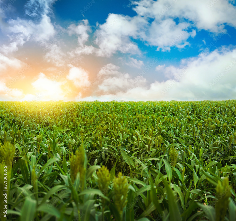 Corn field under beautiful sky with clouds in sunny morning Corn field under beautiful sky with clouds in sunny morning