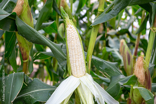 white waxy corn photo