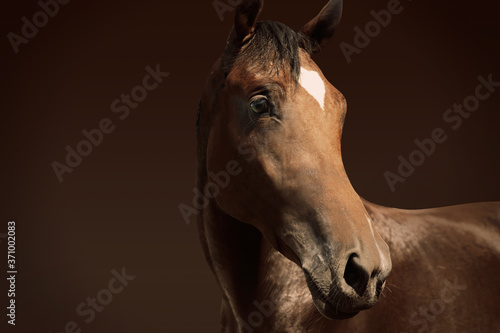 Chestnut pet horse on dark brown background
