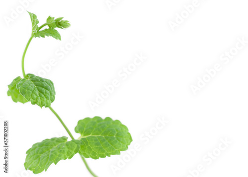 Peppermint branch with fresh green leaves isolated on white background for minimalism wallpaper