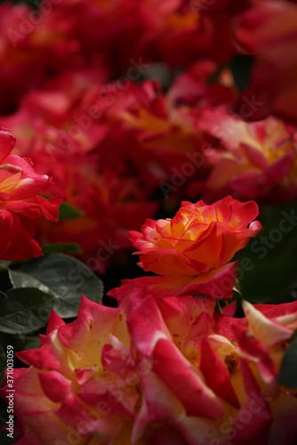 Cream and Pink Flower of Rose 'Eiko' in Full Bloom 