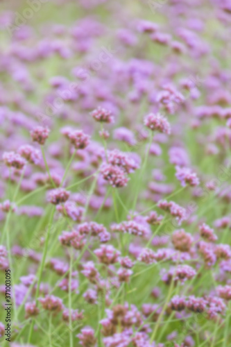 Verbena bonariensis flowers in garden blur background