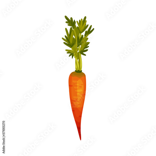 Carrot as Root Vegetable with Underground Plant Part Vector Illustration