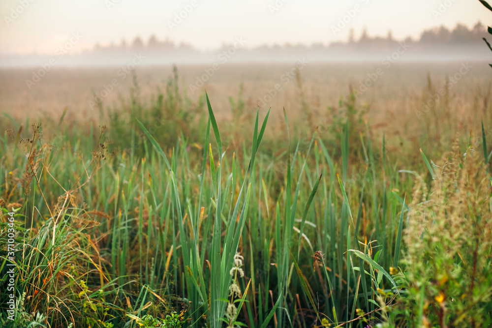 Foggy wetlands in the Moscow region, Russia