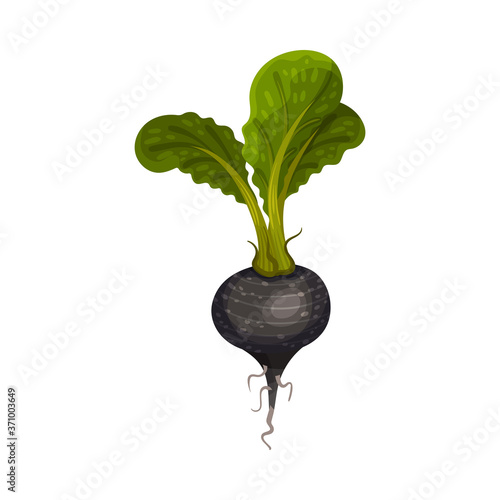 Black Radish as Root Vegetable with Underground Plant Part Vector Illustration