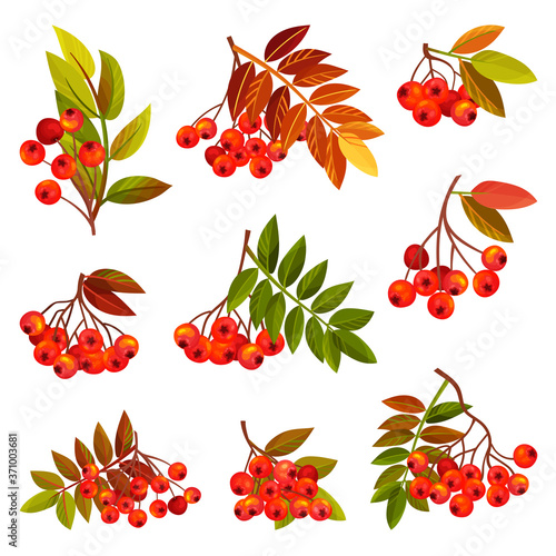 Rowan Branches with Berry Clusters and Pinnate Leaves Vector Set
