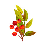 Red Rowan Berries Hanging on Branch with Pinnate Leaves Vector Illustration