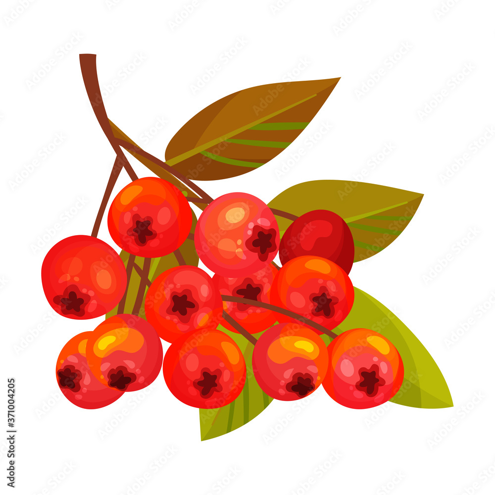 Obraz premium Rowan Berry Cluster Hanging on Tree Branch with Pinnate Leaves Vector Illustration
