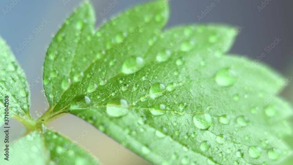 Strawberry sprout leaf with water drops at high magnification on a green background. Fresh sprout of new life. Strawberry sprout leaf with water drops at high magnification on a green background. Fresh sprout of new life.
