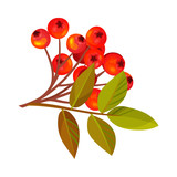 Rowan Berry Cluster Hanging on Tree Branch with Pinnate Leaves Vector Illustration