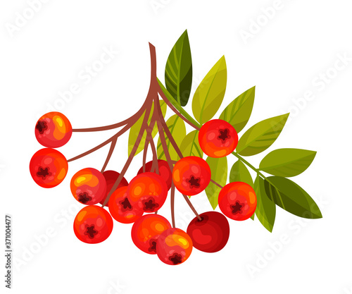 Rowan Berry Cluster Hanging on Tree Branch with Pinnate Leaves Vector Illustration