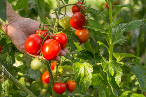 Ripe red tomatoes growing on bush in the garden