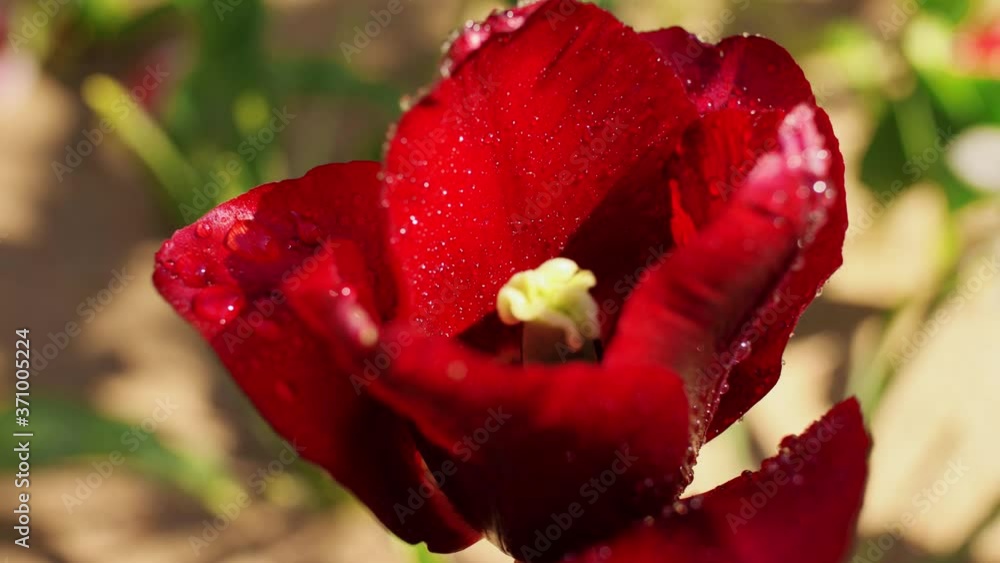 gardening, botany and flora concept - beautiful wet tulip flowers at garden gardening, botany and flora concept - beautiful wet tulip flowers at garden