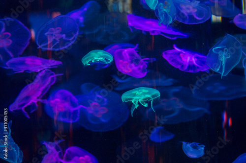 jelly fish in blue water © Евгения Смульская