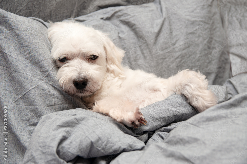 Sad white dog on the bed with gray linen, illness. Pet warms under blanket in cold winter weather. Pets friendly and care concept. Sad white dog on the bed with gray linen, illness. Pet warms under blanket in cold winter weather. Pets friendly and care concept.