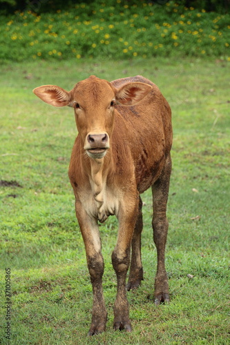 calf in the field