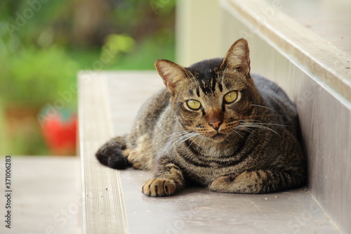 Fototapeta Naklejka Na Ścianę i Meble -  cat on a window sill