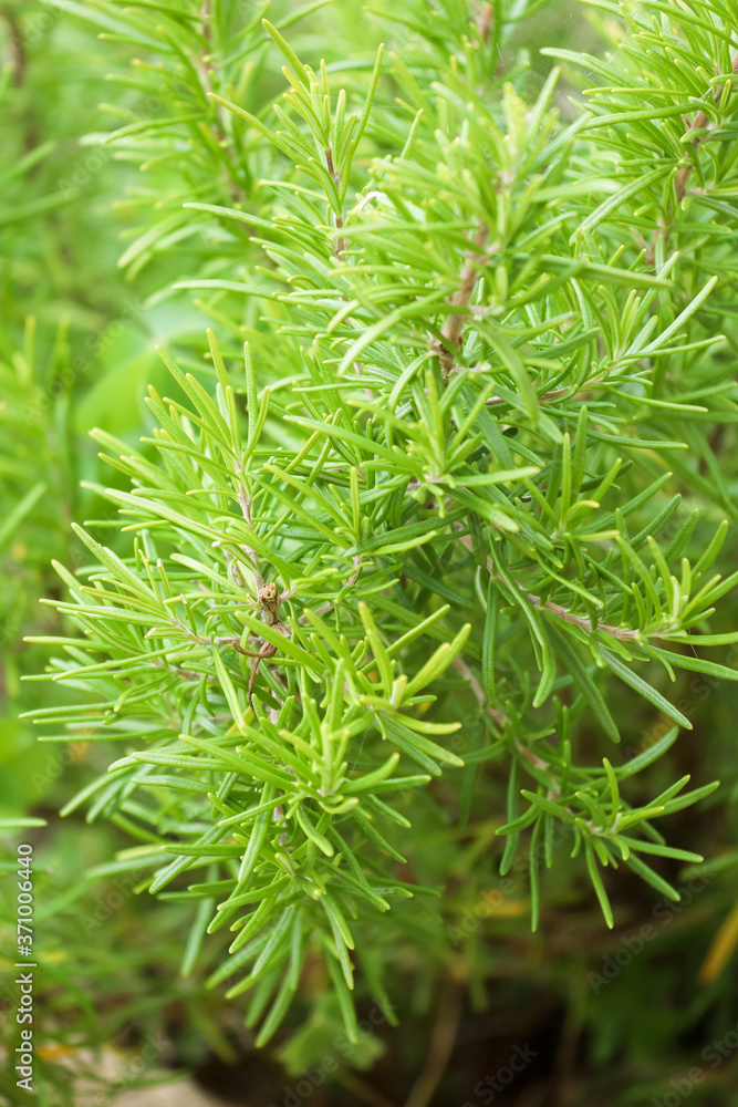 Rosemary Rosemary