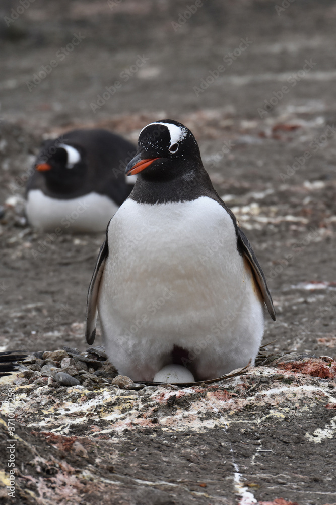 Obraz premium Gentoo penguin incubating their egg in Barrientos Island, Antarctica