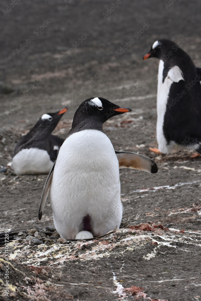 Naklejka premium Gentoo penguin incubating their egg in Barrientos Island, Antarctica