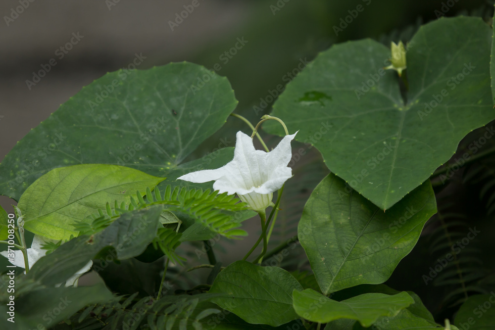 Obraz premium Flower Ivy Gourd Coccinia grandis