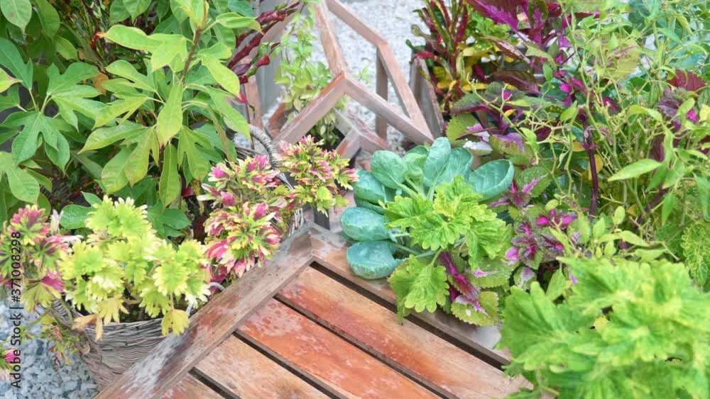 Close-up View of Wooden Box on the Ground Among Tropical Green Plants and Flowers. Concept of Small Private Garden Near the Home. Colorful Greenery Growth As a Hobby. Gardening Works. Close-up View of Wooden Box on the Ground Among Tropical Green Plants and Flowers. Concept of Small Private Garden Near the Home. Colorful Greenery Growth As a Hobby. Gardening Works.