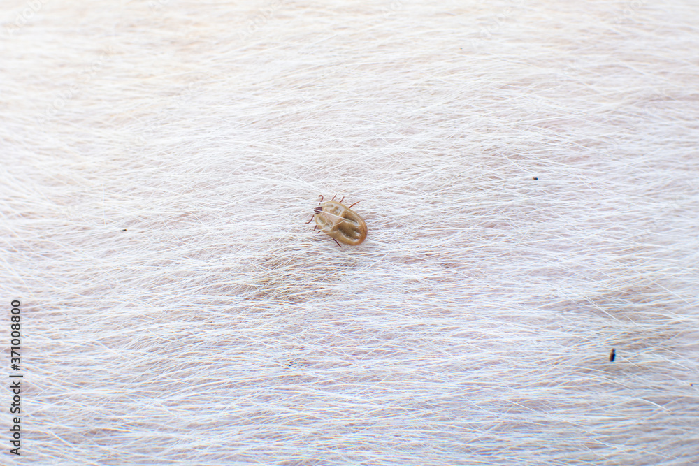 tick on the white dog's fur. subject is blurred. tick on the white dog's fur. subject is blurred.
