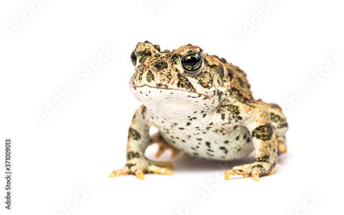 Wallpaper Mural Studio close-up portrait of adult California toad, isolated on white Torontodigital.ca