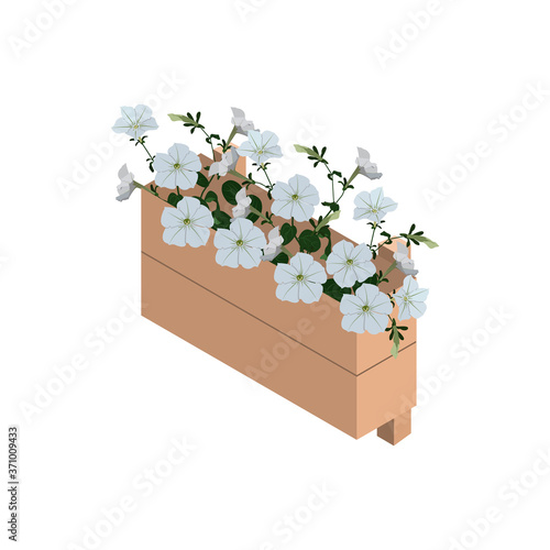 Bouquet of white flowers petunia, buds and green leaves in the box. Isolated on white background.