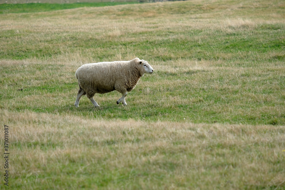 Fototapeta premium Sheep farm New Zealand and mountain background.