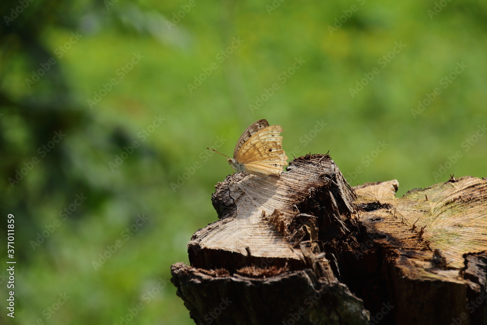 butterfly on tree branch butterfly on tree branch
