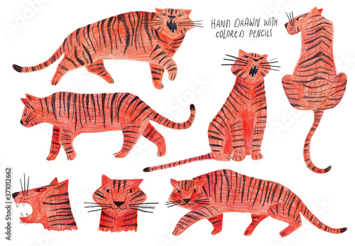 Set Of Isolated tiger illustrations.