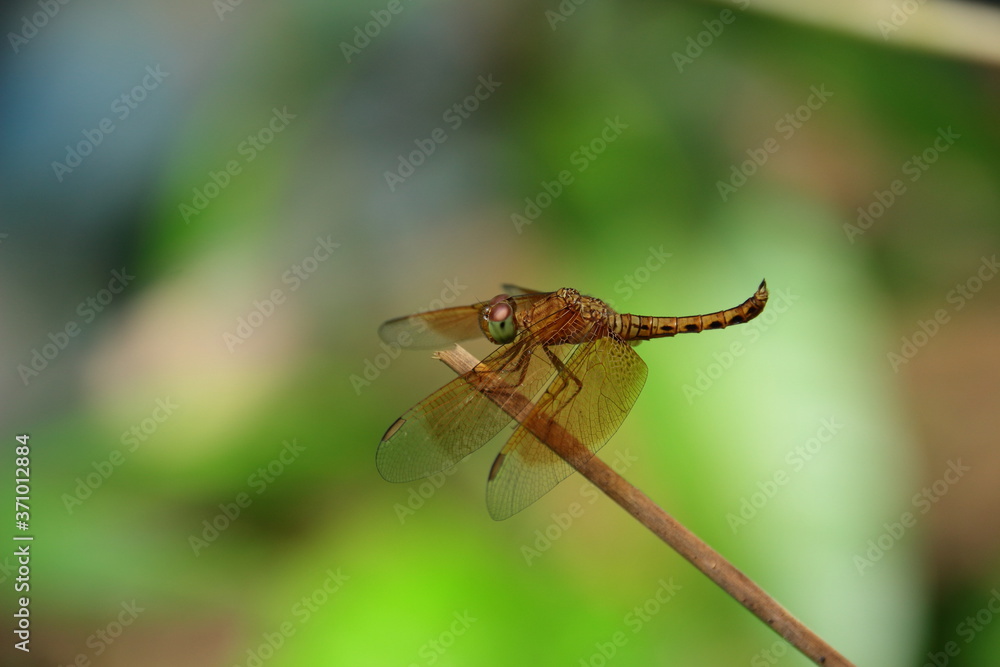 close up of a dragonfly on a leaf close up of a dragonfly on a leaf