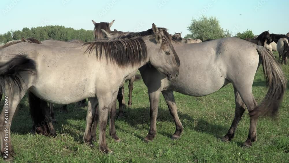 Group of the wild horses in close-up in the meadow pasture. An amazing portrait of the beautiful savage animals in their natural habitat. A mare and stallion socialization environment. Group of the wild horses in close-up in the meadow pasture. An amazing portrait of the beautiful savage animals in their natural habitat. A mare and stallion socialization environment.