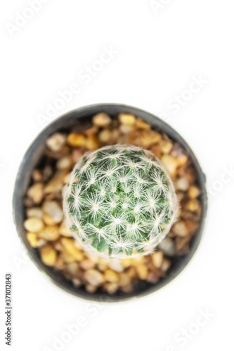 close up cactus in pot