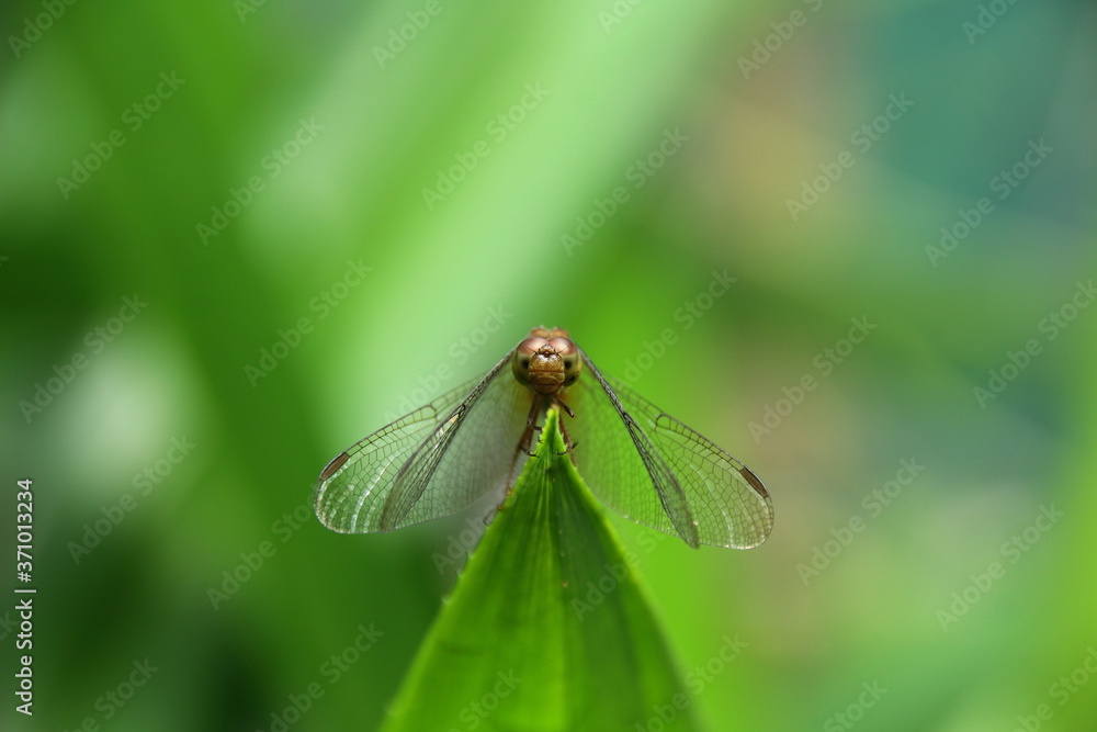 dragonfly on a green leaf dragonfly on a green leaf