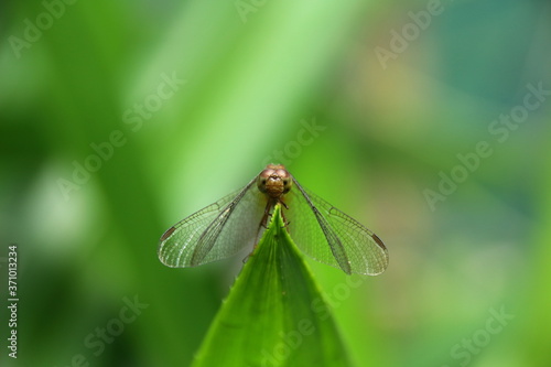 dragonfly on a green leaf © Nong