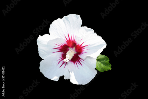 Hibiscus syriacus 'Manuela' - beautiful white flower with burgundy eye, isolated on black background photo