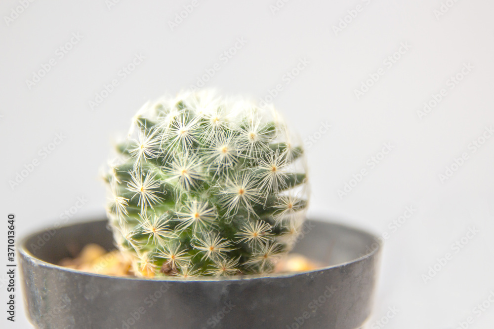 close up cactus in pot