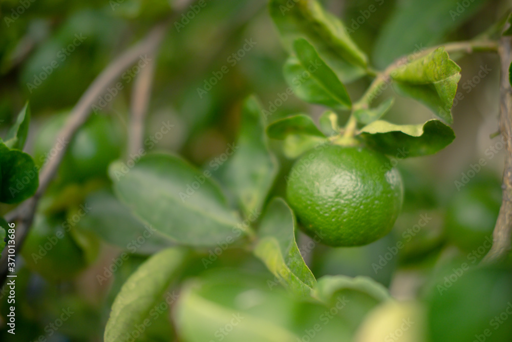 Green lemon hanging from the branches of tree. Green lemon hanging from the branches of tree.