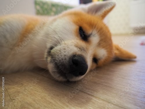 photo sleeping red dog breed Akita-inu
