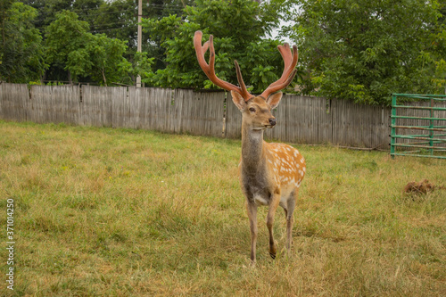 Photography deer in the wild